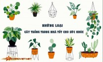 TOP những cây trong nhà tốt cho sức khỏe và vượng tài lộc