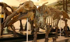 Nghĩa địa quái thú: Lộ nguyên hình "Gomphothere" quái dị nặng 6 tấn