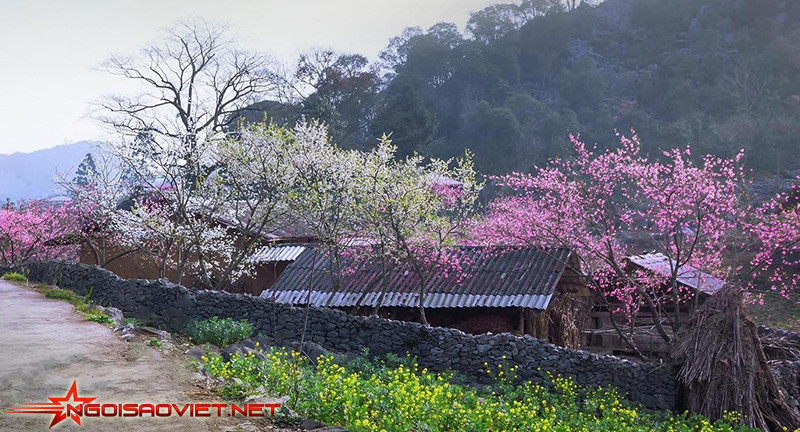 Mùa Xuân trên bản làng tại Hà Giang