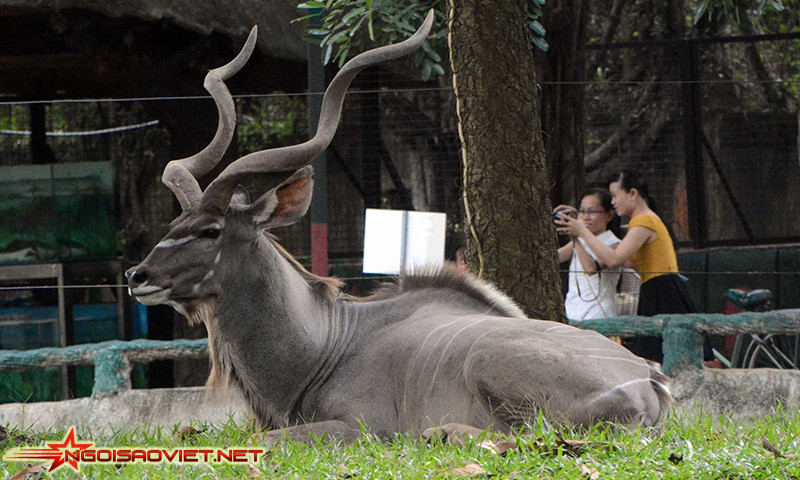 Linh dương sừng xoắn