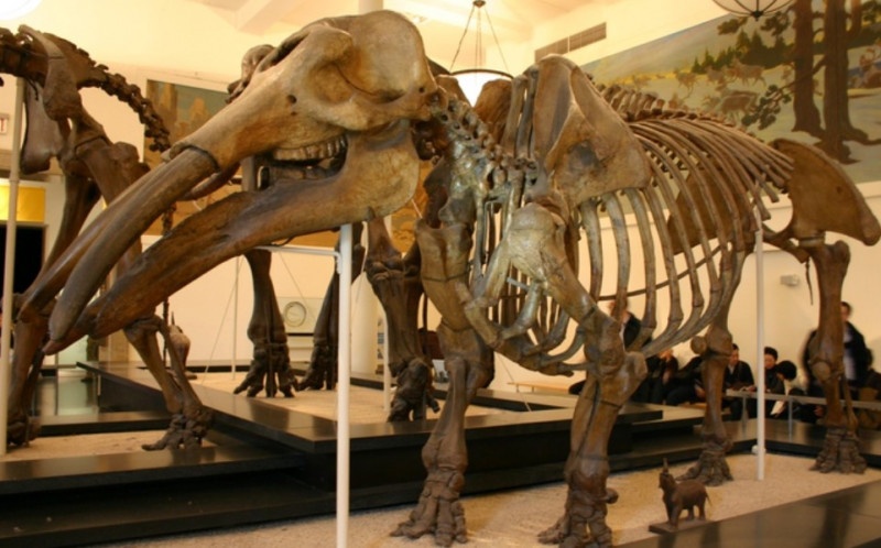 Hài cốt một con Gomphothere to lớn được phục dựng tại bảo tàng