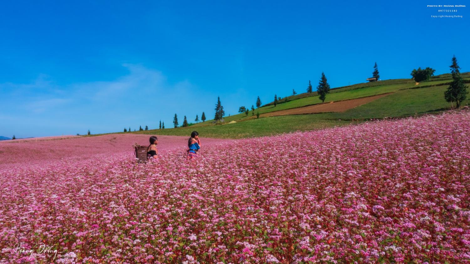 Bản làng thấp thoáng sau hoa