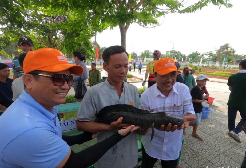 Cá lóc dự thi chủ yếu là cá lóc bắt được ngoài thiên nhiên