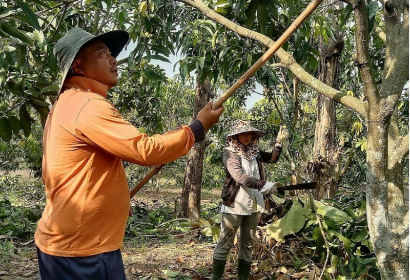 Vợ chồng chị Linh về quê chăm sóc vườn xoài