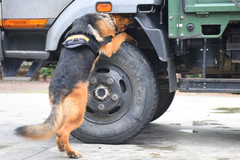 Quy trình đào tạo khắt khe để có có thể tìm ra nguồn hơi ma túy