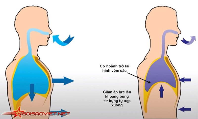 Cơ hoành hình vòm, nằm bên dưới phổi