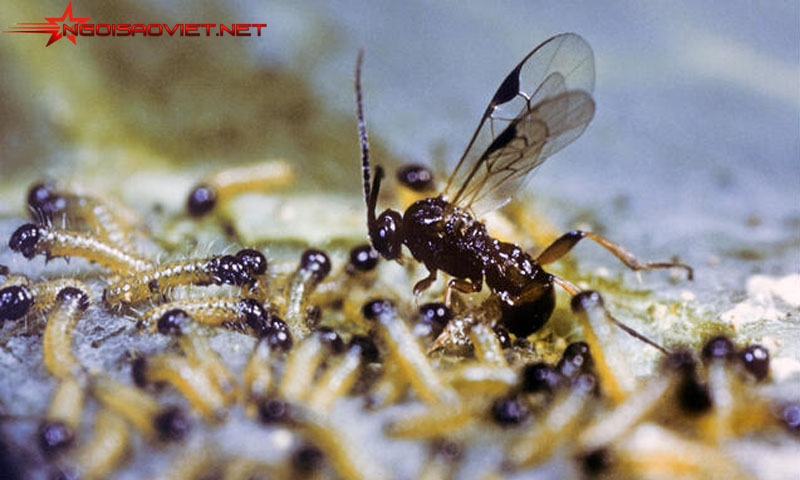 Chân dung loài ong Cotesia Glomerata