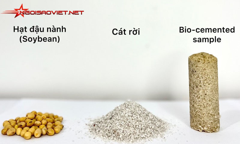 Chế tạo thành công xi măng sinh học từ hạt đậu nành